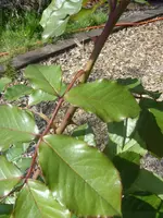 Garten 003.webp