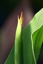 Cardinal.webp
