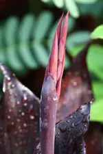 Black wonder.webp