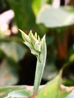 Glauca1.webp