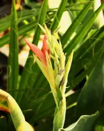 Glauca2.webp