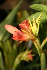 Glauca3.webp