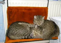 Oscar und Cleo im Bad.webp