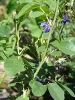 Garten 008.webp