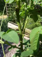 Garten 007.webp