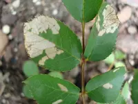 DSC01915.webp