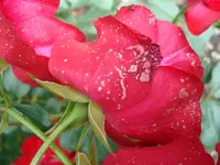 DSC01916.webp