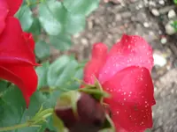 DSC01917.webp
