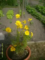 Garten 001.webp