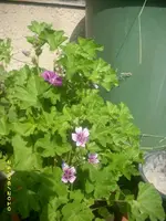 Garten 002.webp