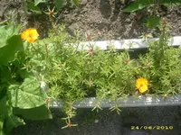 Garten 003.webp