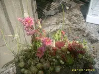 Garten 009.webp