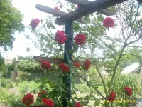 Garten 013.webp