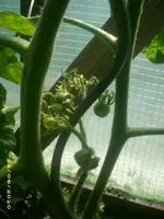 Garten 007.webp