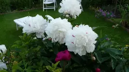 K800_24.6 021.webp