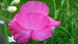 K800_24.6 023.webp