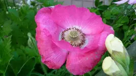 K800_24.6 024.webp
