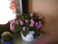 Usambaraveilchen1.webp