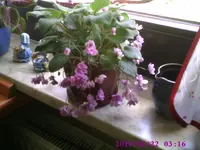 Usambaraveilchen2.webp
