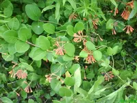 Garten 024 [640x480].webp