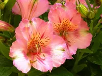 PAlestromer_2.webp