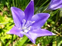 PGlockenblume.webp