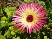 PMittagsblume_2.webp