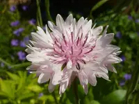 PRosa_Blüte.webp