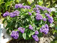 PVanilleblume.webp