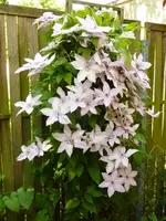 PClematis.webp