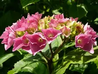 Hortensiea.webp