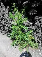 Foto0241.webp