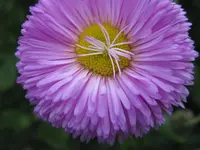 IMG_1694.webp