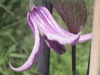 040.webp
