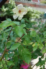 Rosen_Problem_01 Kopie.webp