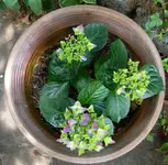 Baldur Hortensie.webp
