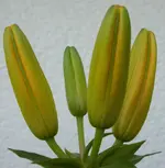 Knospen gelbe Lilie.webp