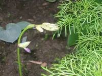 24.06.2010 019.webp