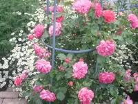 24.06.2010 021.webp
