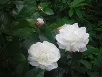 24.06.2010 046.webp