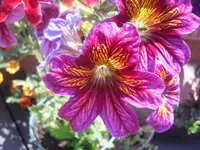 24.06.2010 054.webp