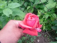 24.06.2010 010.webp