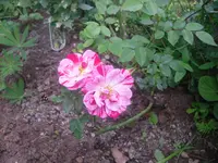 24.06.2010 011.webp
