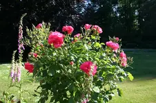 IMG_2063 - Kopie.webp