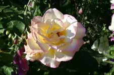 IMG_2065 - Kopie.webp