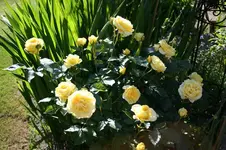 IMG_2068 - Kopie.webp