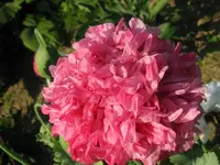 IMG_6447_1024x768.webp
