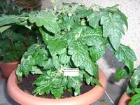 CIMG3266.webp