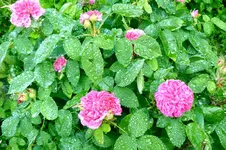 24.06.2010_1.webp