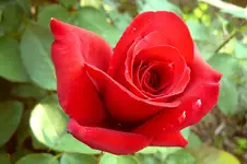 24.06.2010_4.webp